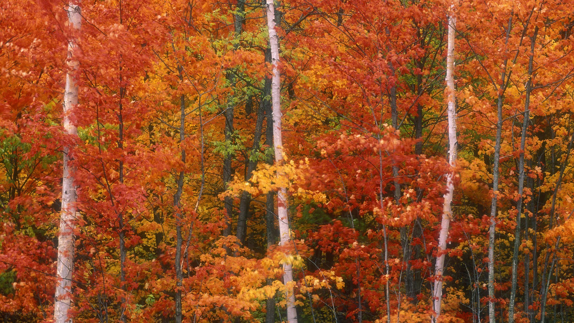 Autumn forest with colorful trees