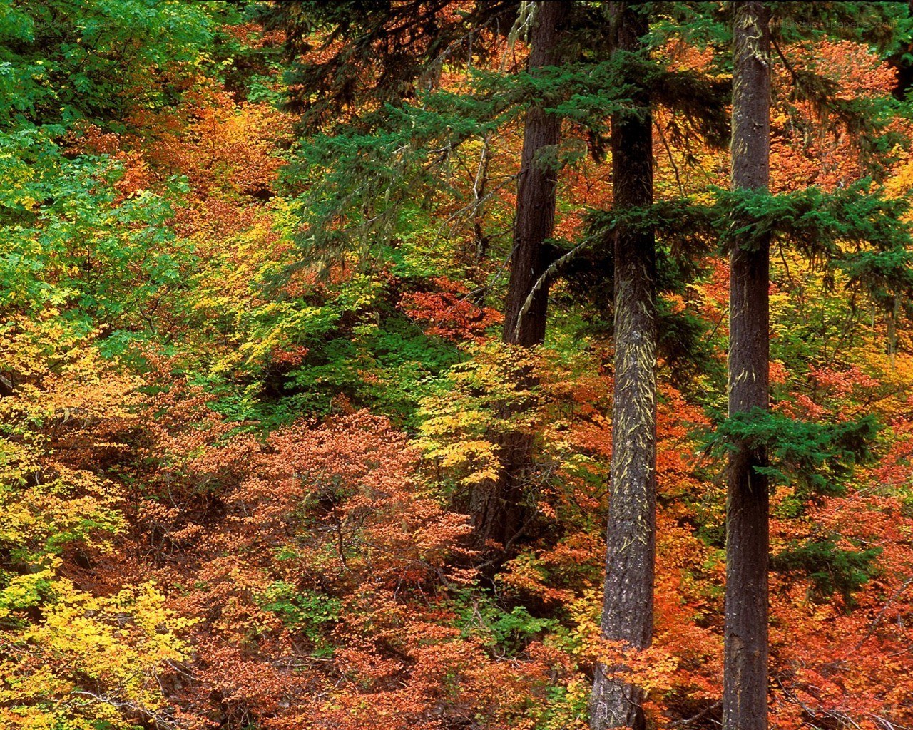 Autumn forest with colorful trees