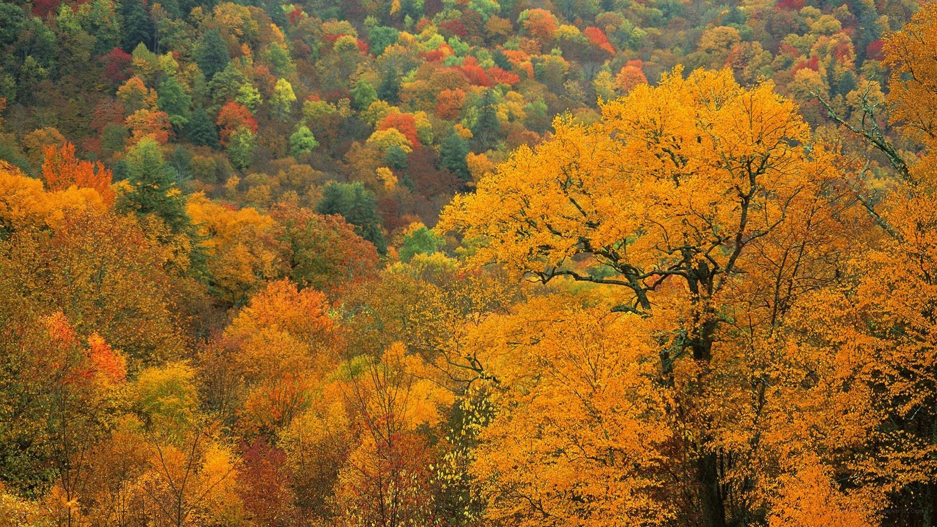 Autumn forest with colorful trees