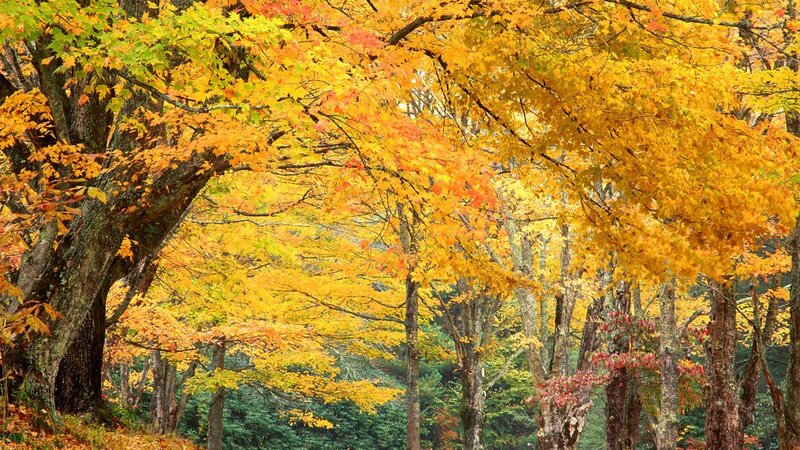 Autumn forest with colorful trees