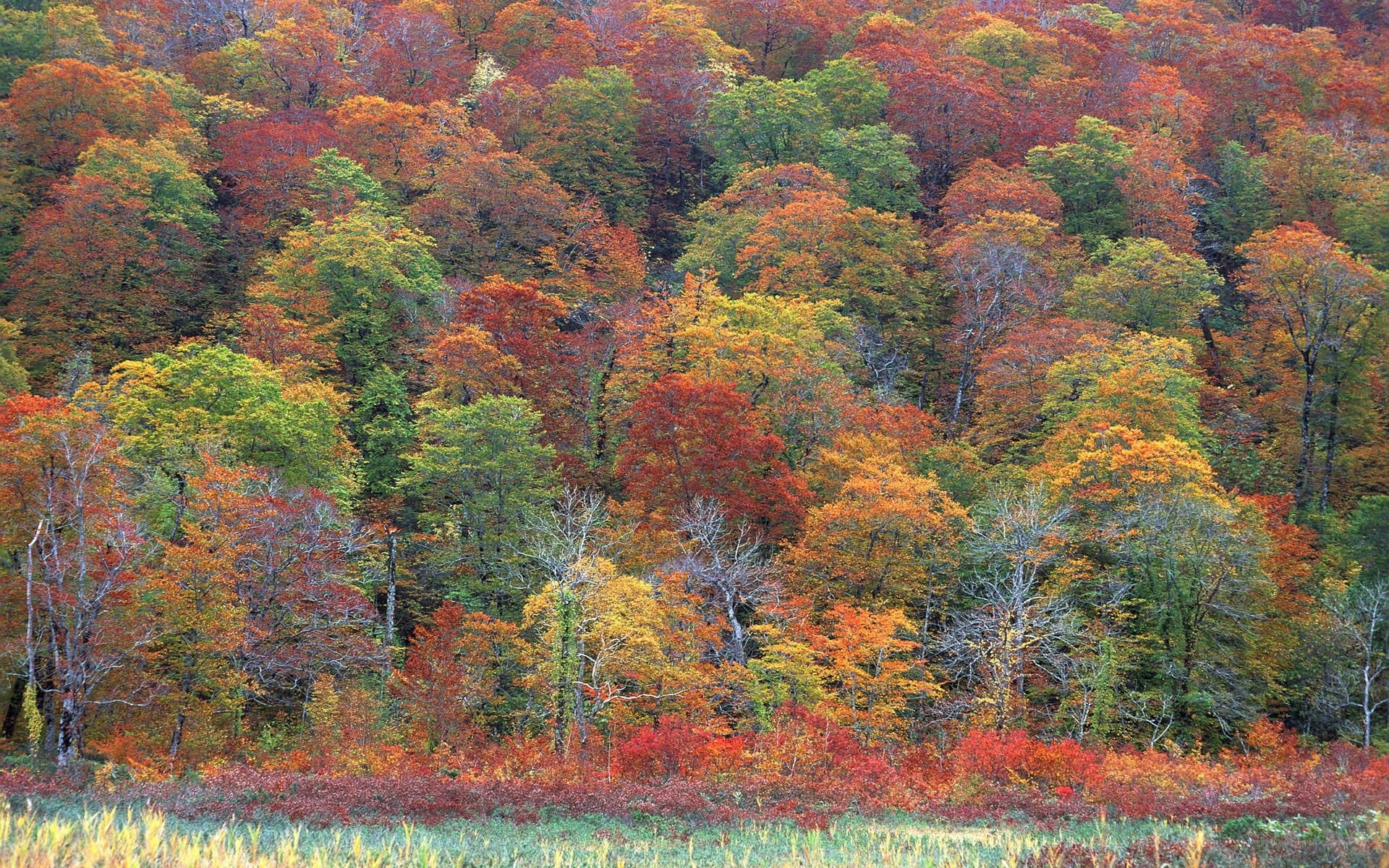 Autumn forest with colorful trees