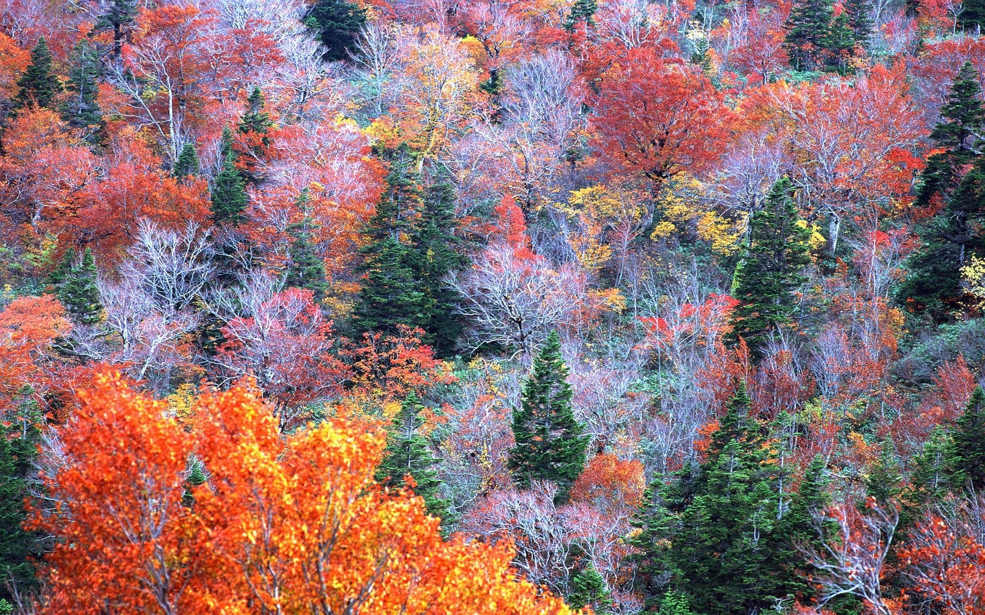 Autumn forest with colorful trees