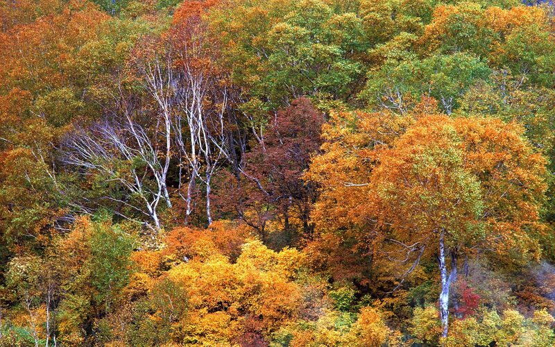 Autumn forest with colorful trees