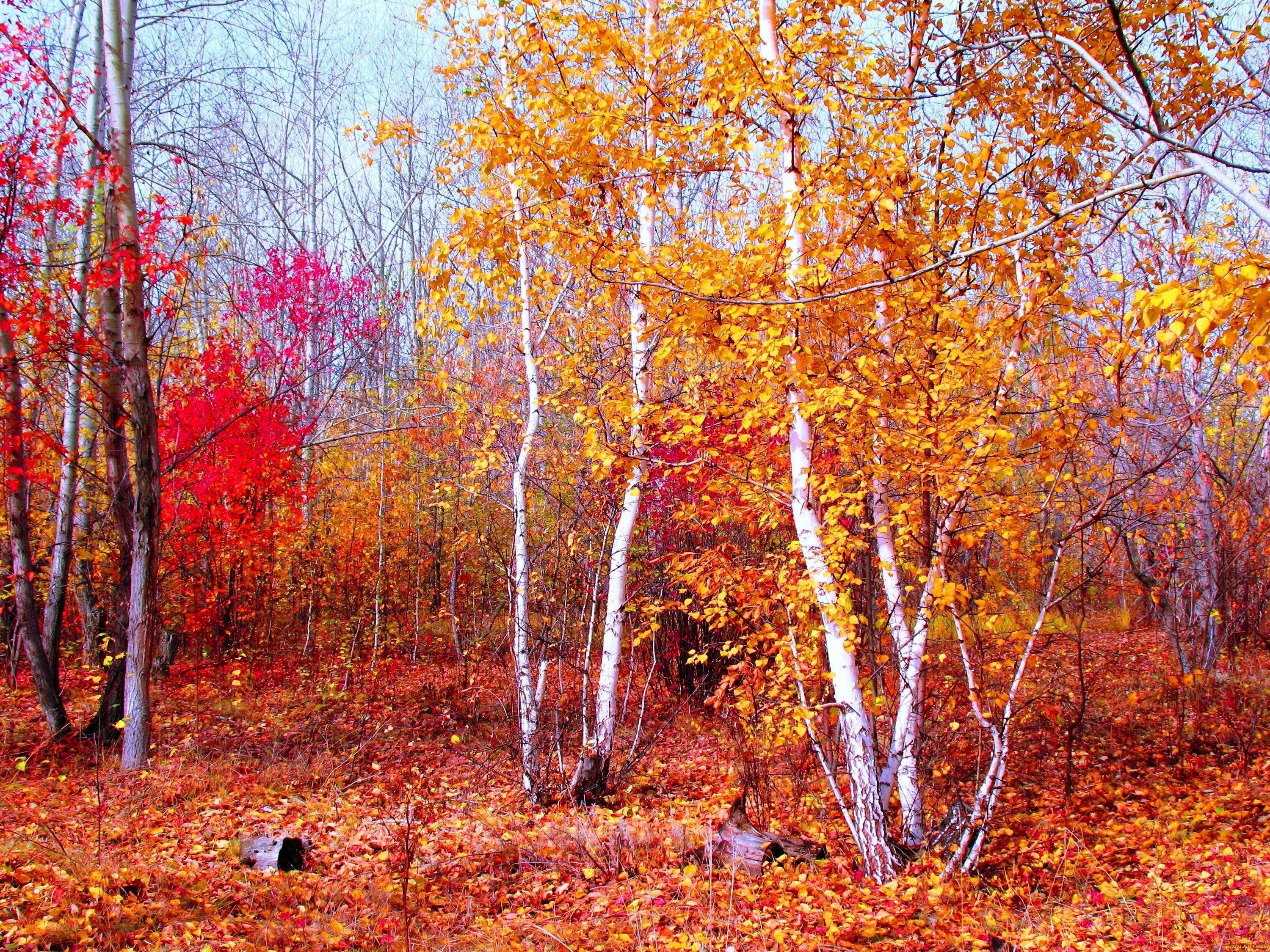 Autumn forest with colorful trees