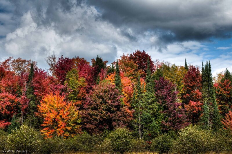 Autumn forest with colorful trees