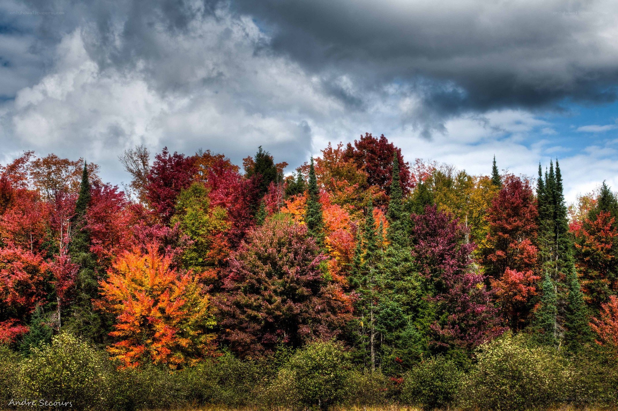 Autumn forest with colorful trees