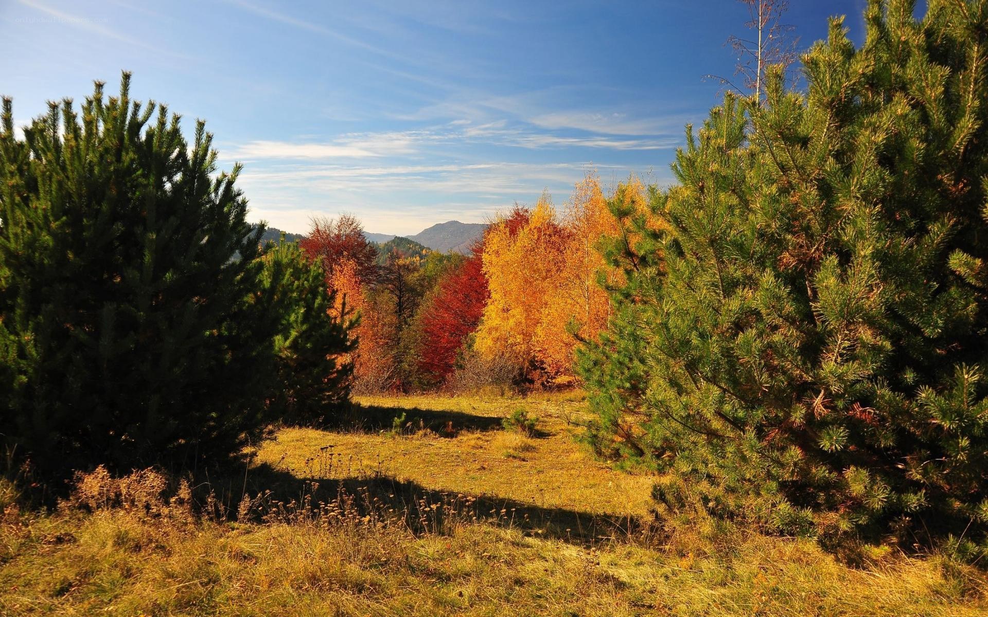 Autumn forest with colorful trees