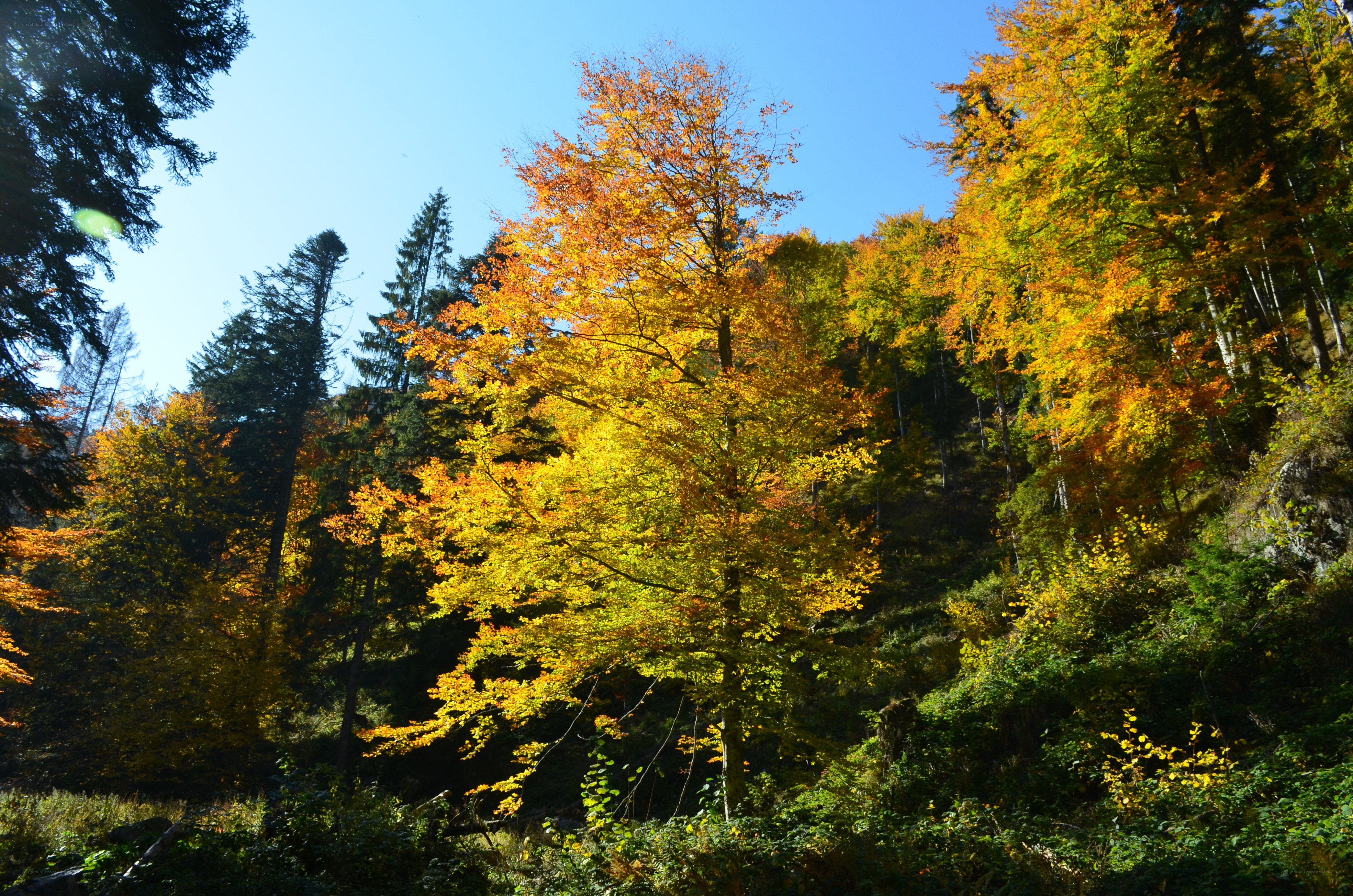Autumn forest with colorful trees
