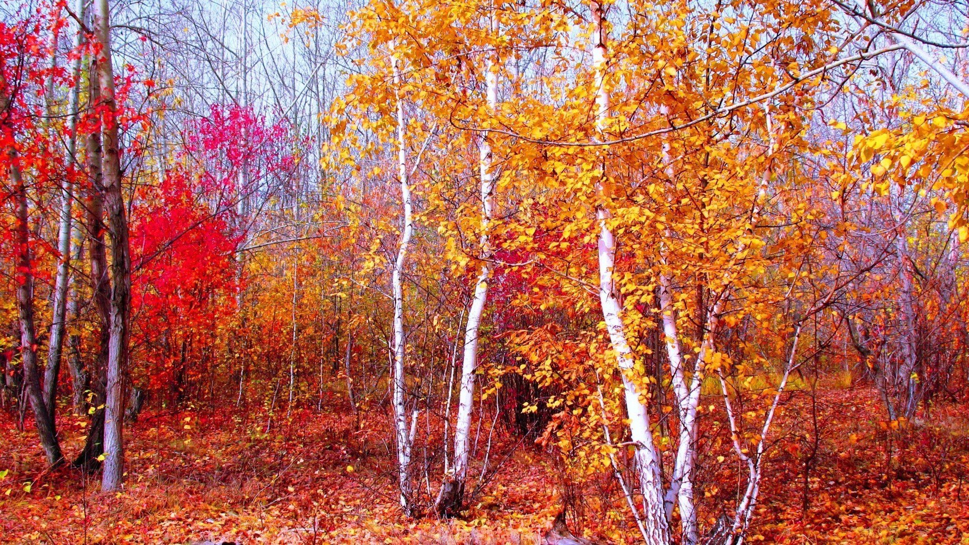 Autumn forest with colorful trees
