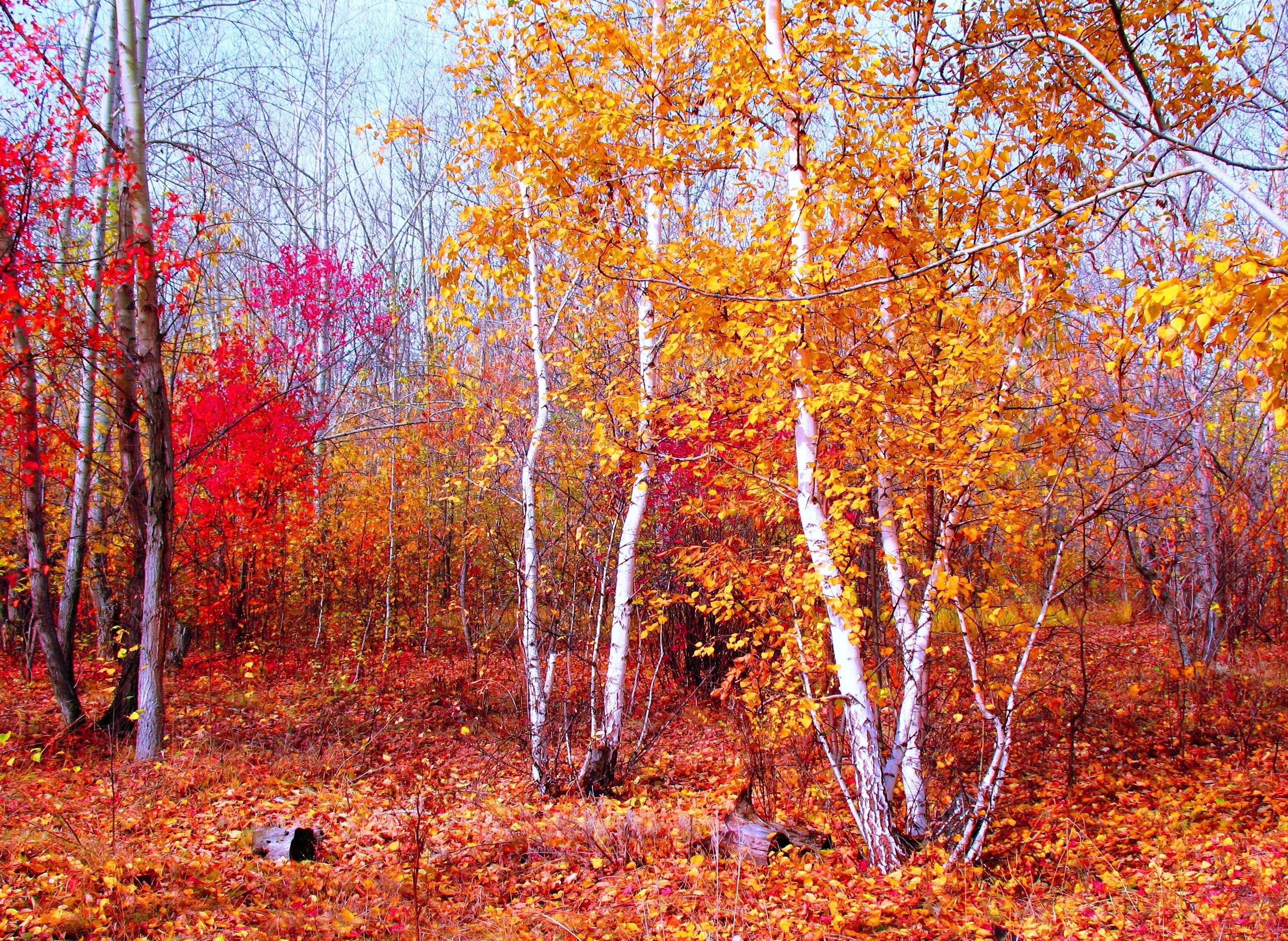 Autumn forest with colorful trees