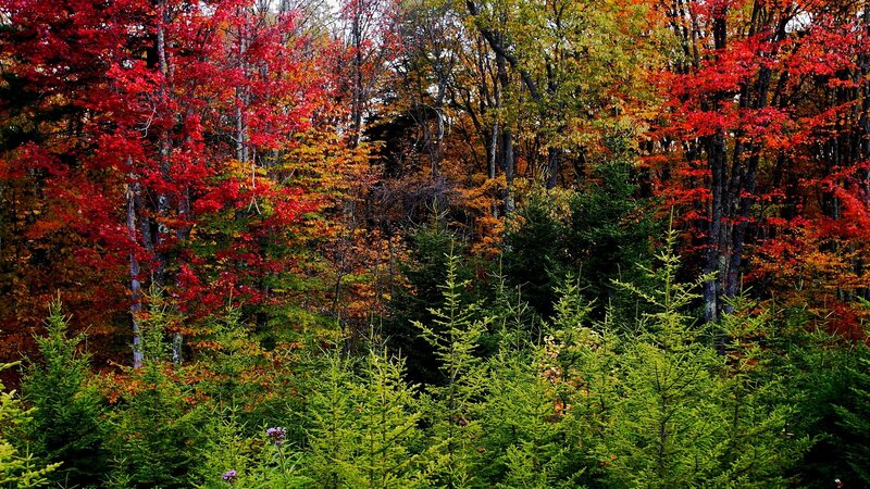 Autumn forest with colorful trees