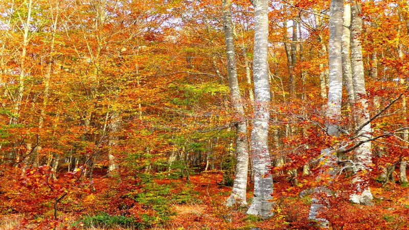Autumn forest with colorful trees