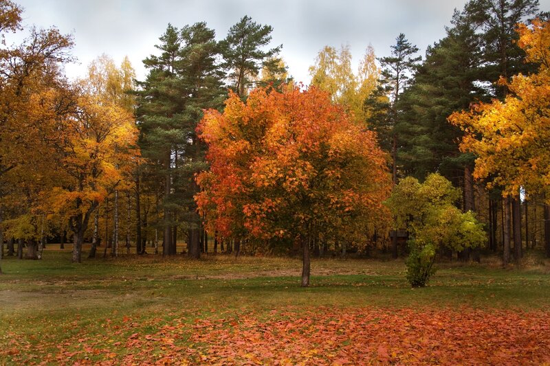 Autumn forest with colorful trees