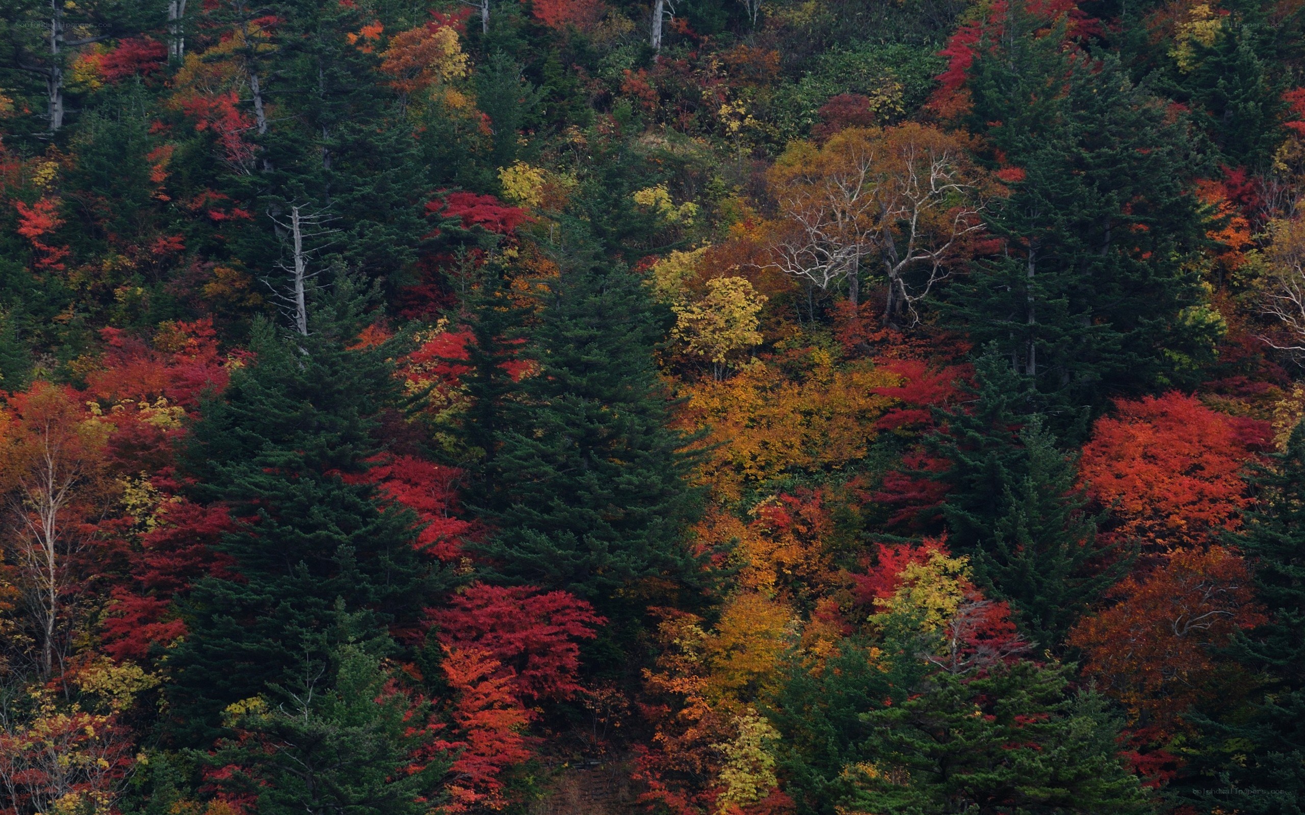 autumn forest with colorful trees