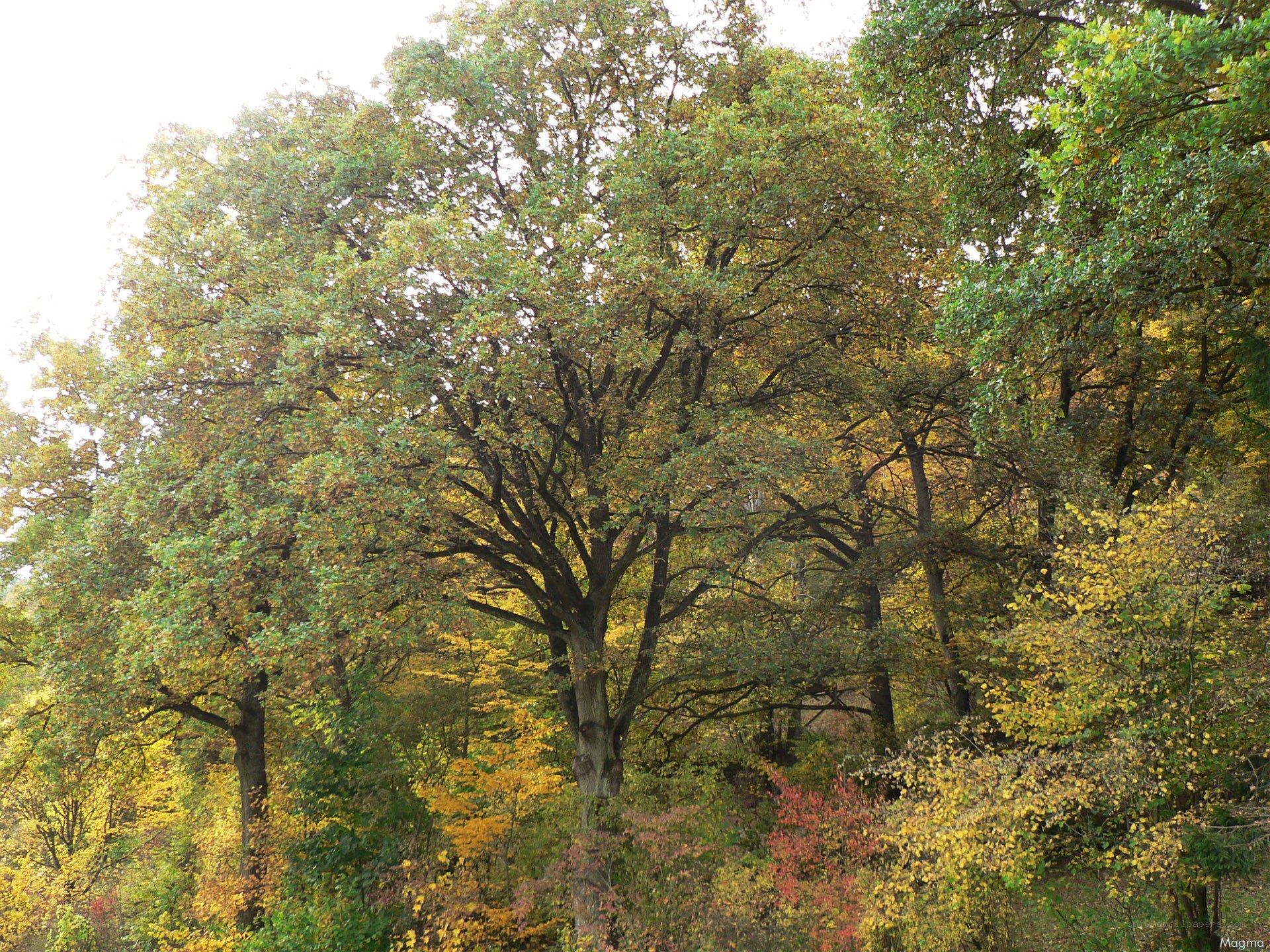 Autumn forest with colorful trees