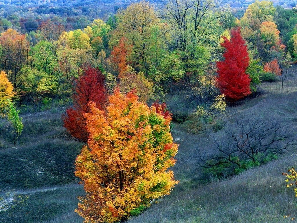 Autumn forest with colorful trees