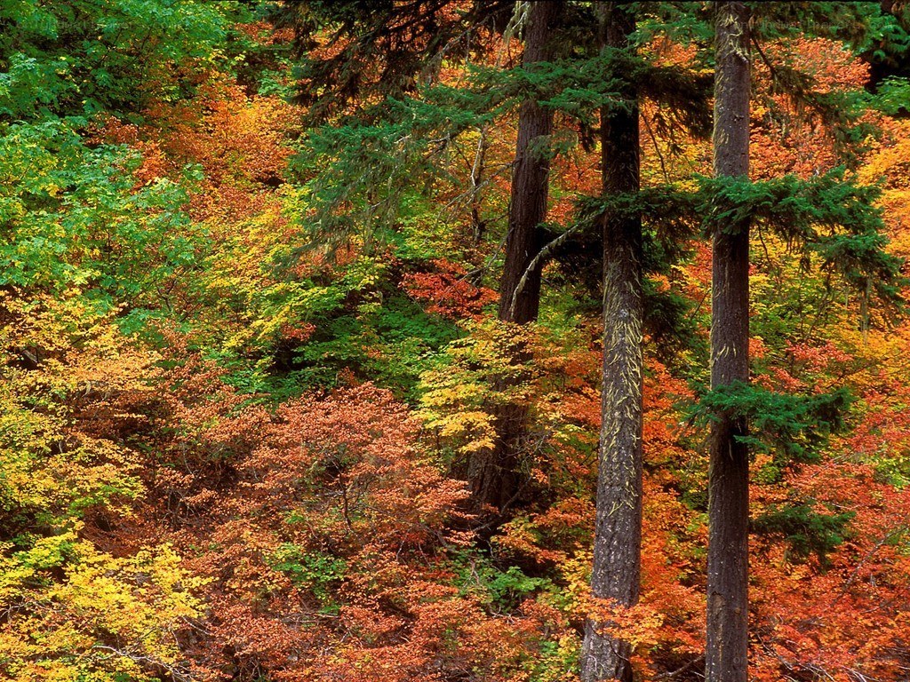 Autumn forest with colorful trees