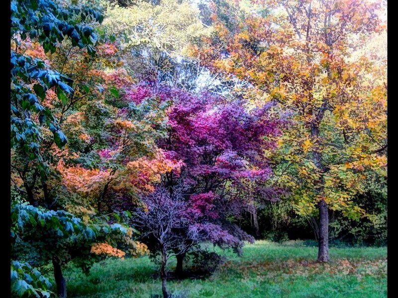 Autumn forest with colorful trees
