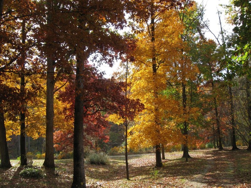 Autumn forest with colorful trees
