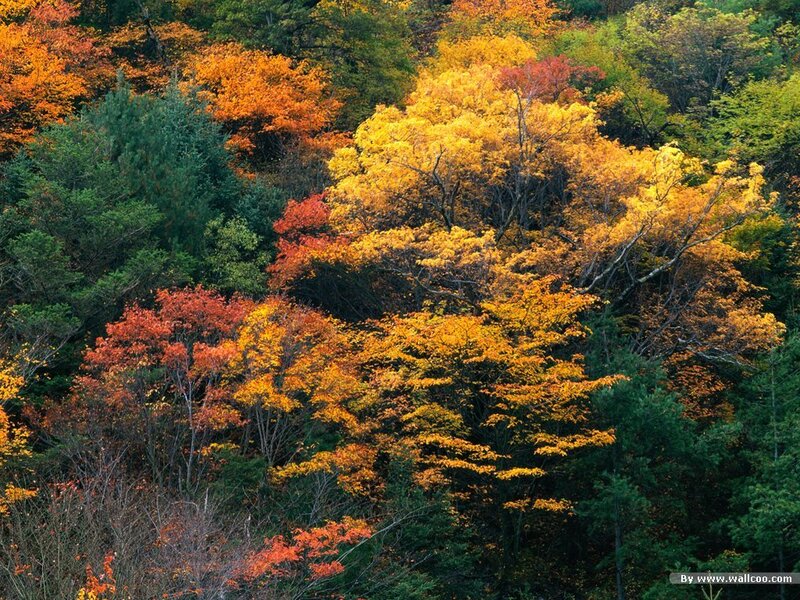 autumn forest with colorful trees