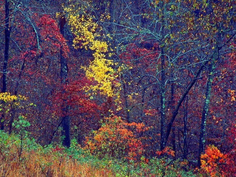 Autumn forest with colorful trees