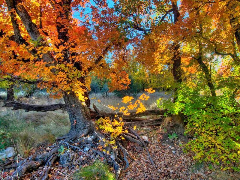 Autumn forest with colorful trees