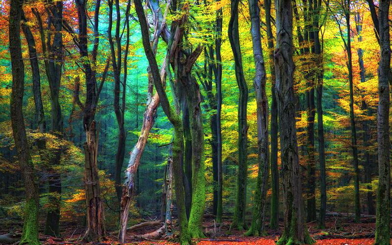 Autumn Forest with Colorful Trees — Green