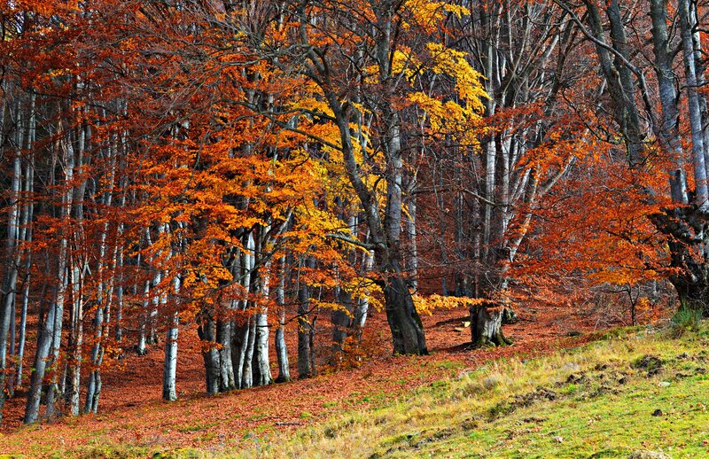 Autumn Forest with Colorful Trees — Orange, Serene, Photograph, Fallen Leaves