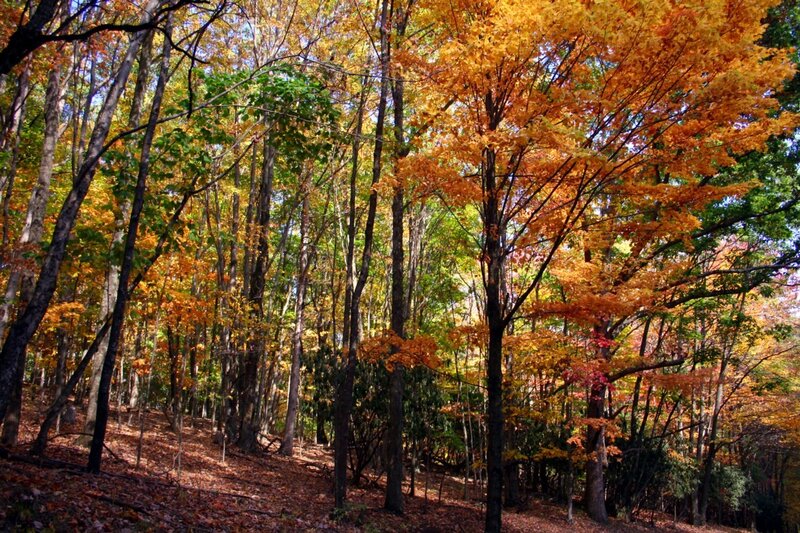 Autumn Forest with Colorful Trees — Orange, Serene