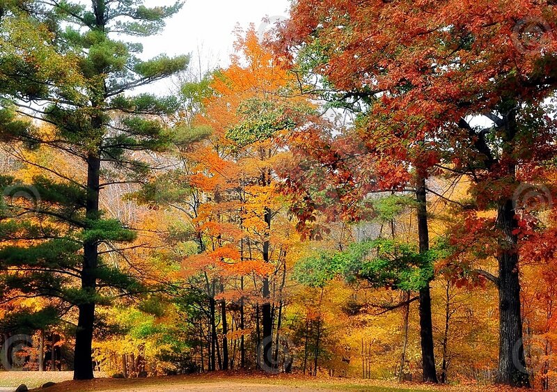 Autumn Forest with Colorful Trees — Orange