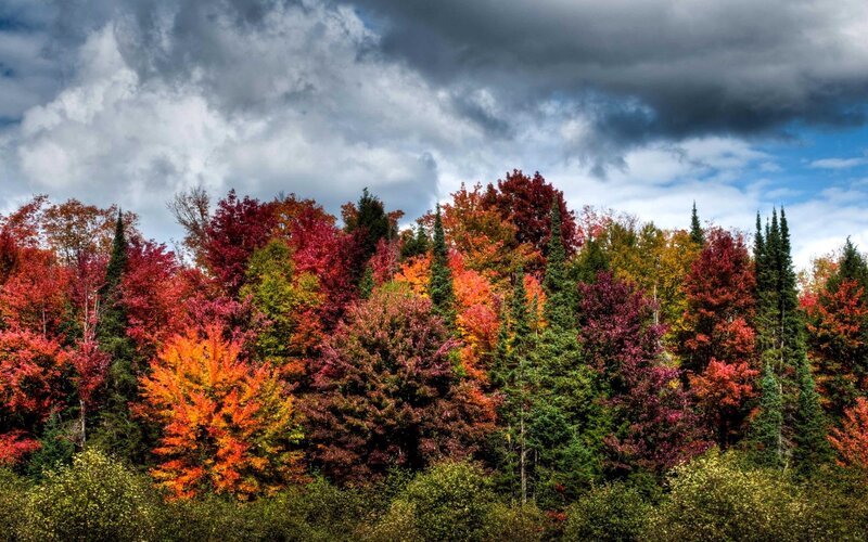 Autumn Forest with Colorful Trees — Red, Dramatic, Photograph