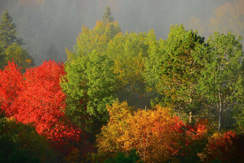 Autumn Forest with Colorful Trees — Red, Serene