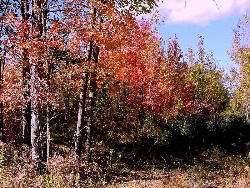 Autumn Forest with Colorful Trees — Red