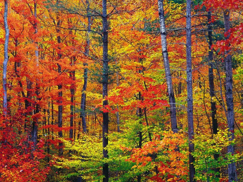 Autumn Forest with Colorful Trees — Red, Vibrant, Photograph, Leaves, Orange