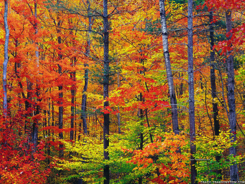 Autumn Forest with Colorful Trees — Red, Vibrant
