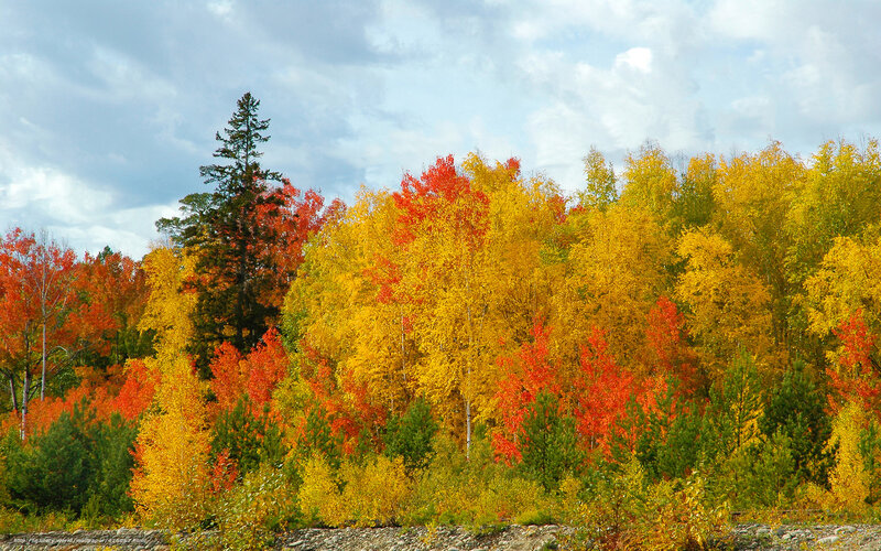 Autumn Forest with Colorful Trees — Yellow, Serene, Photograph, Sky