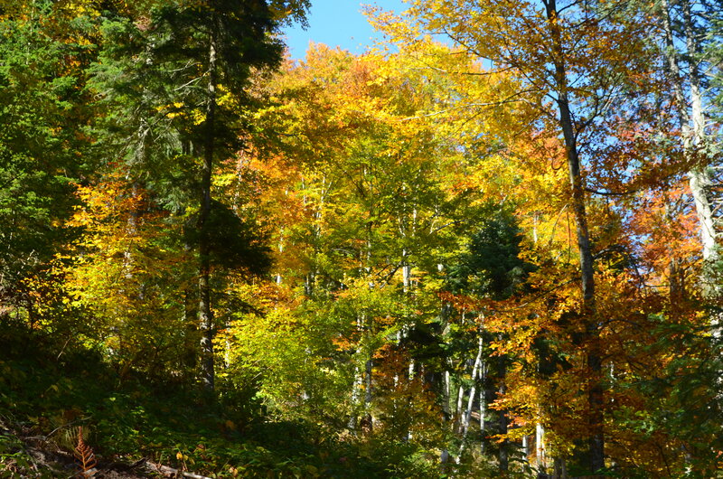 Autumn Forest with Colorful Trees — Yellow, Serene