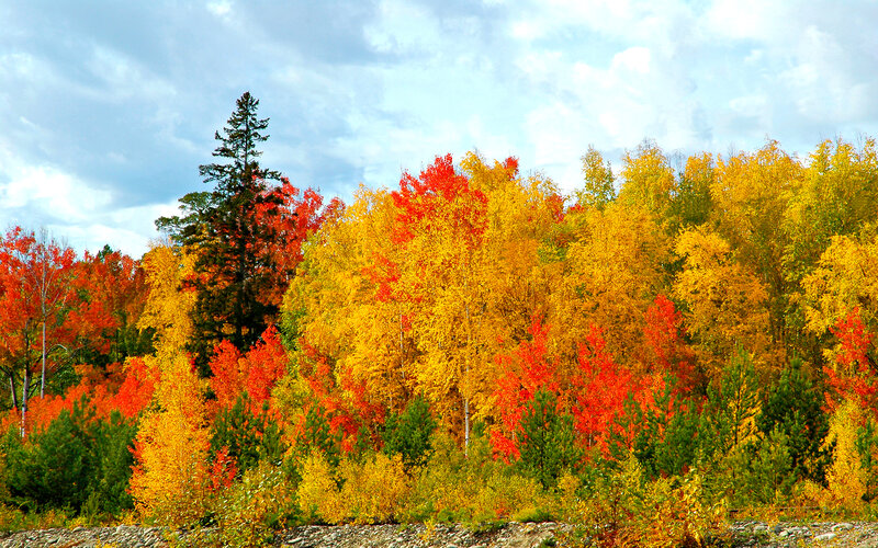 Autumn Forest with Colorful Trees — Yellow