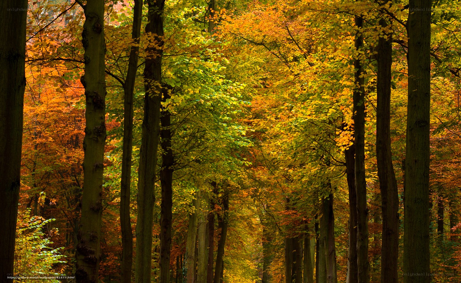 Autumn forest with colorful trees