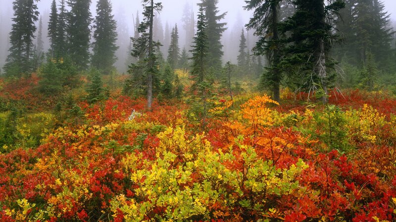 Autumn forest with colorful undergrowth
