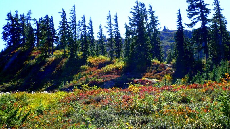 Autumn forest with colorful undergrowth