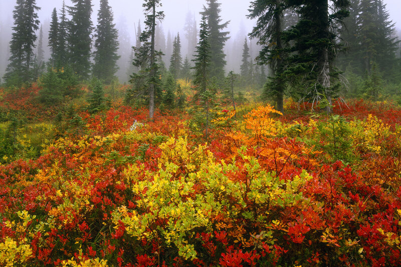 Autumn forest with colorful undergrowth