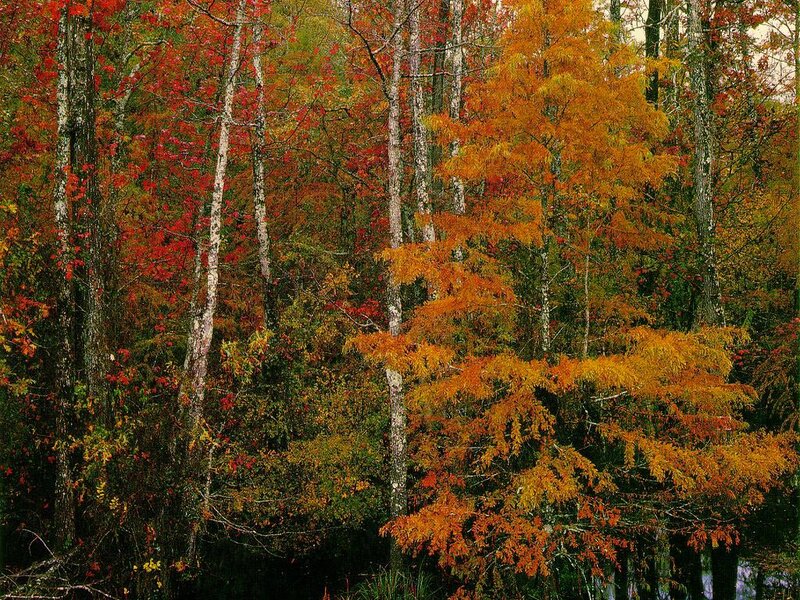 Autumn Forest with Cypress
