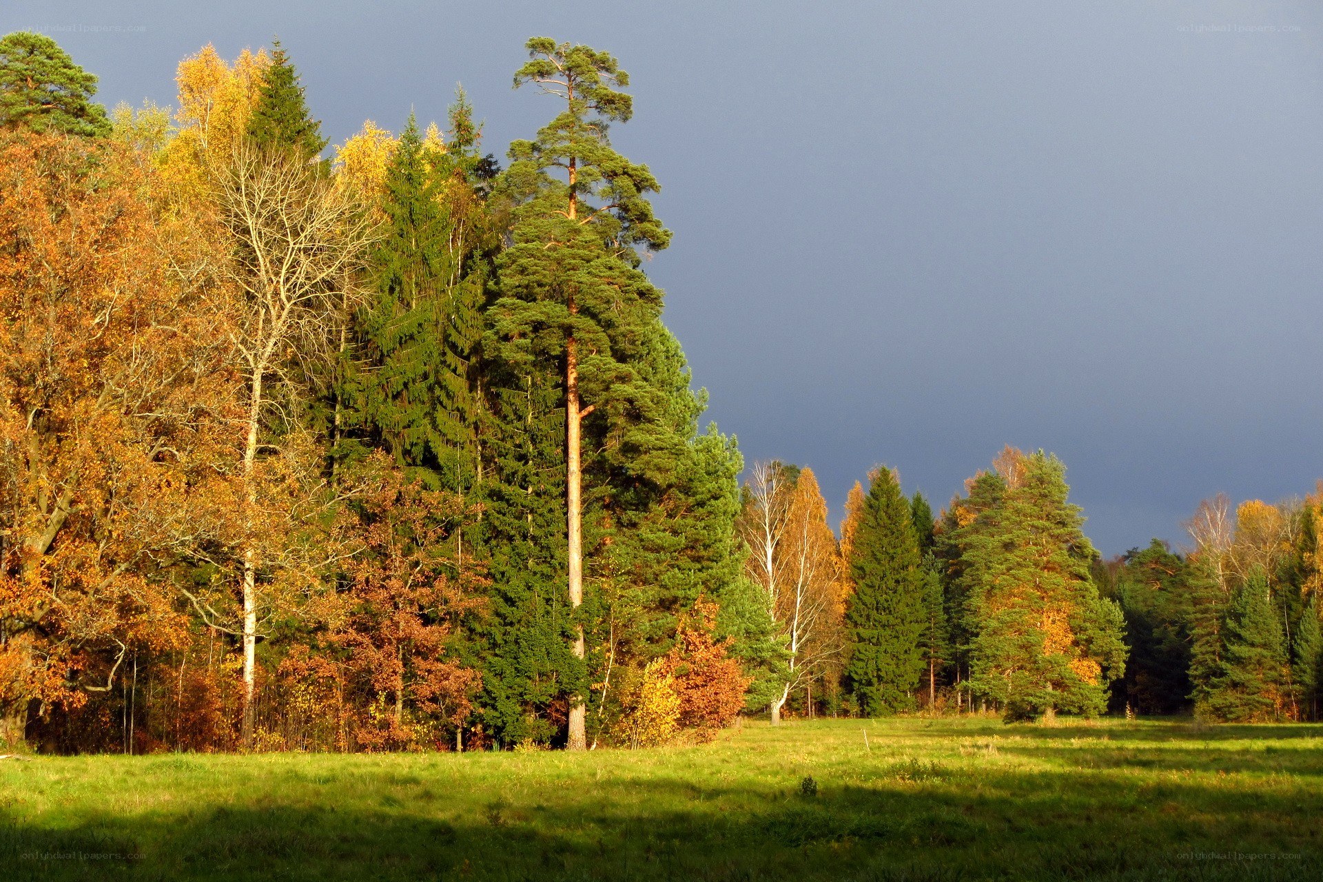 Autumn forest with dramatic sky