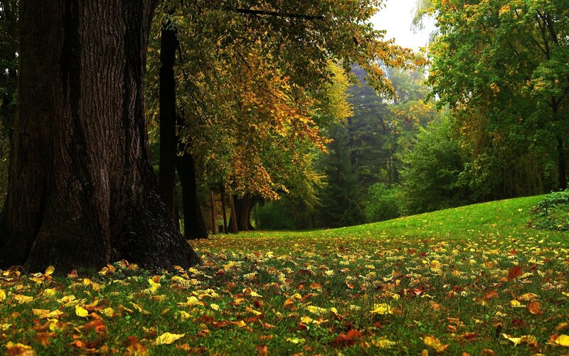 Autumn forest with fallen leaves