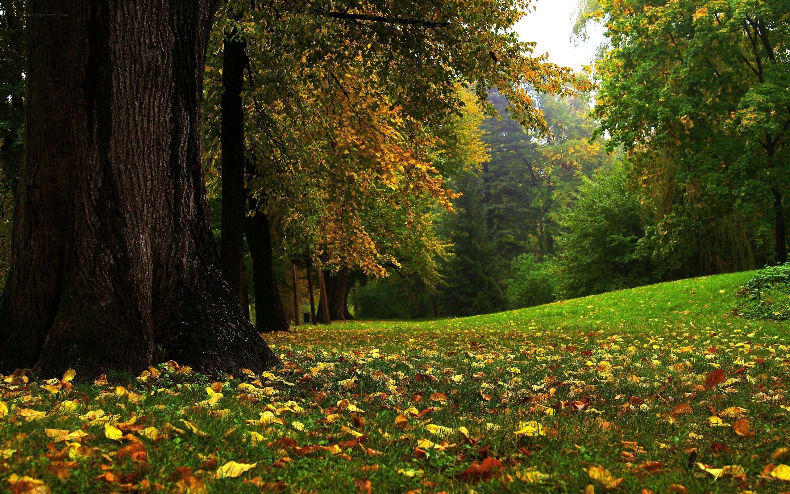 Autumn forest with fallen leaves