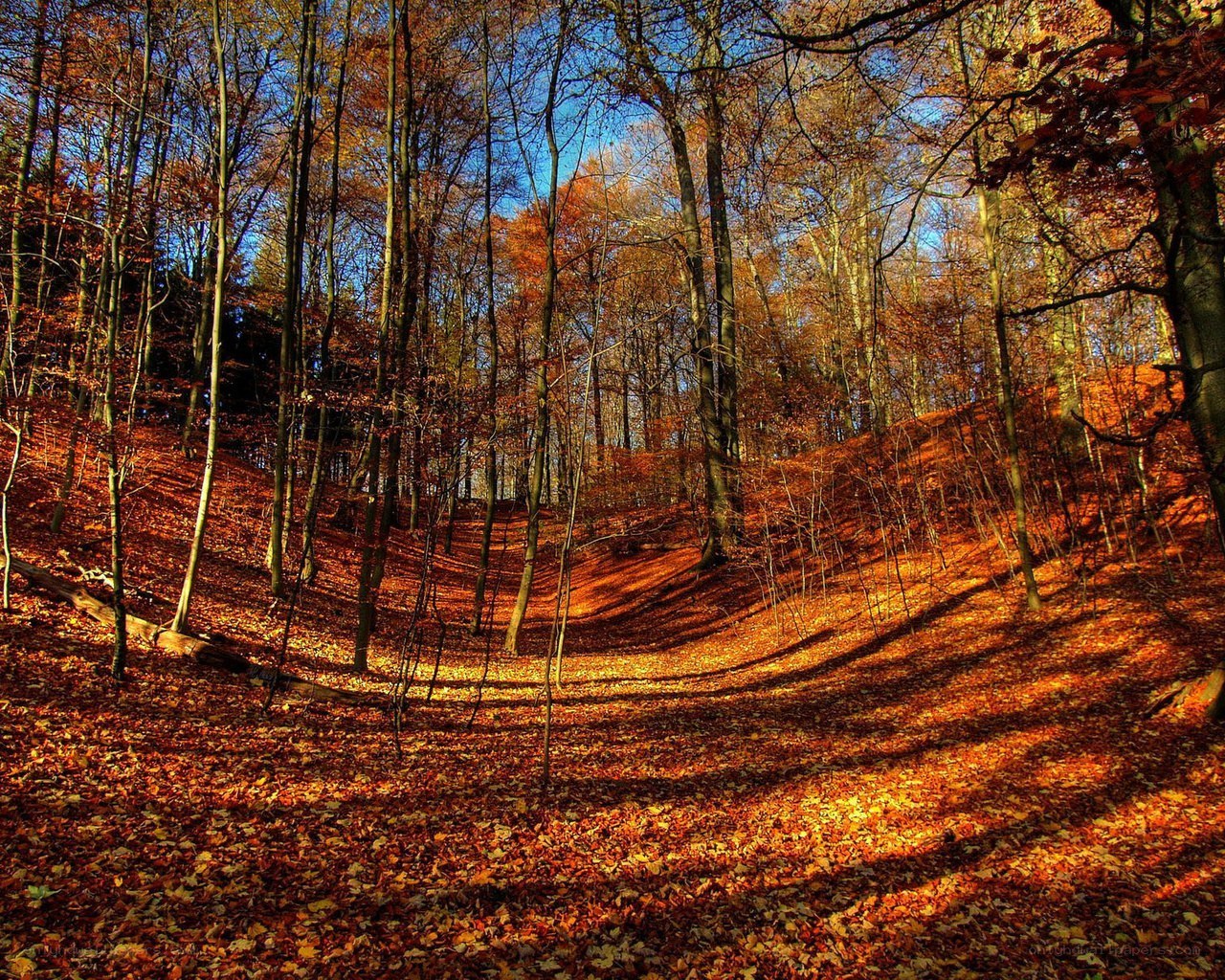 Autumn forest with fallen leaves