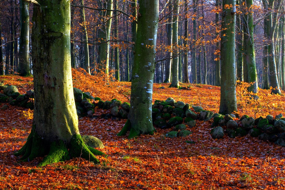 Autumn forest with fallen leaves