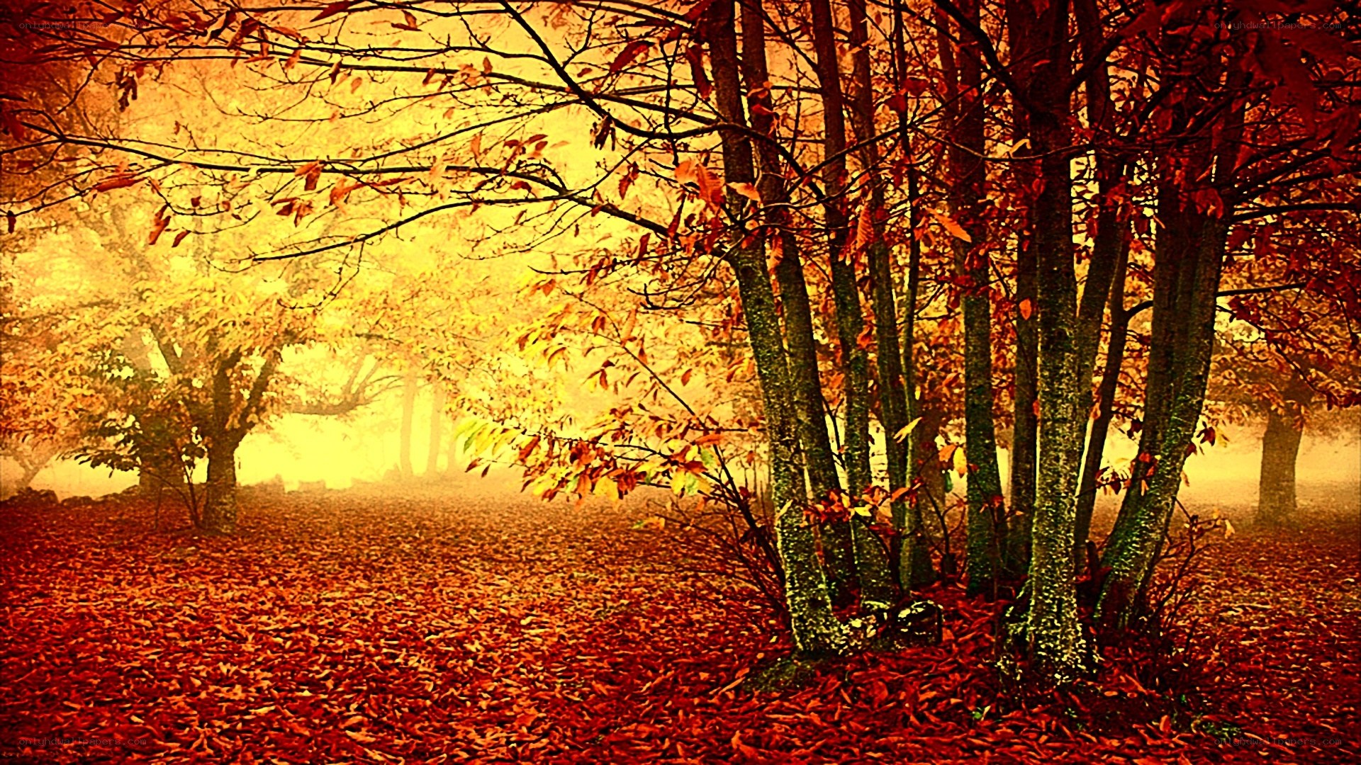 Autumn forest with fallen leaves