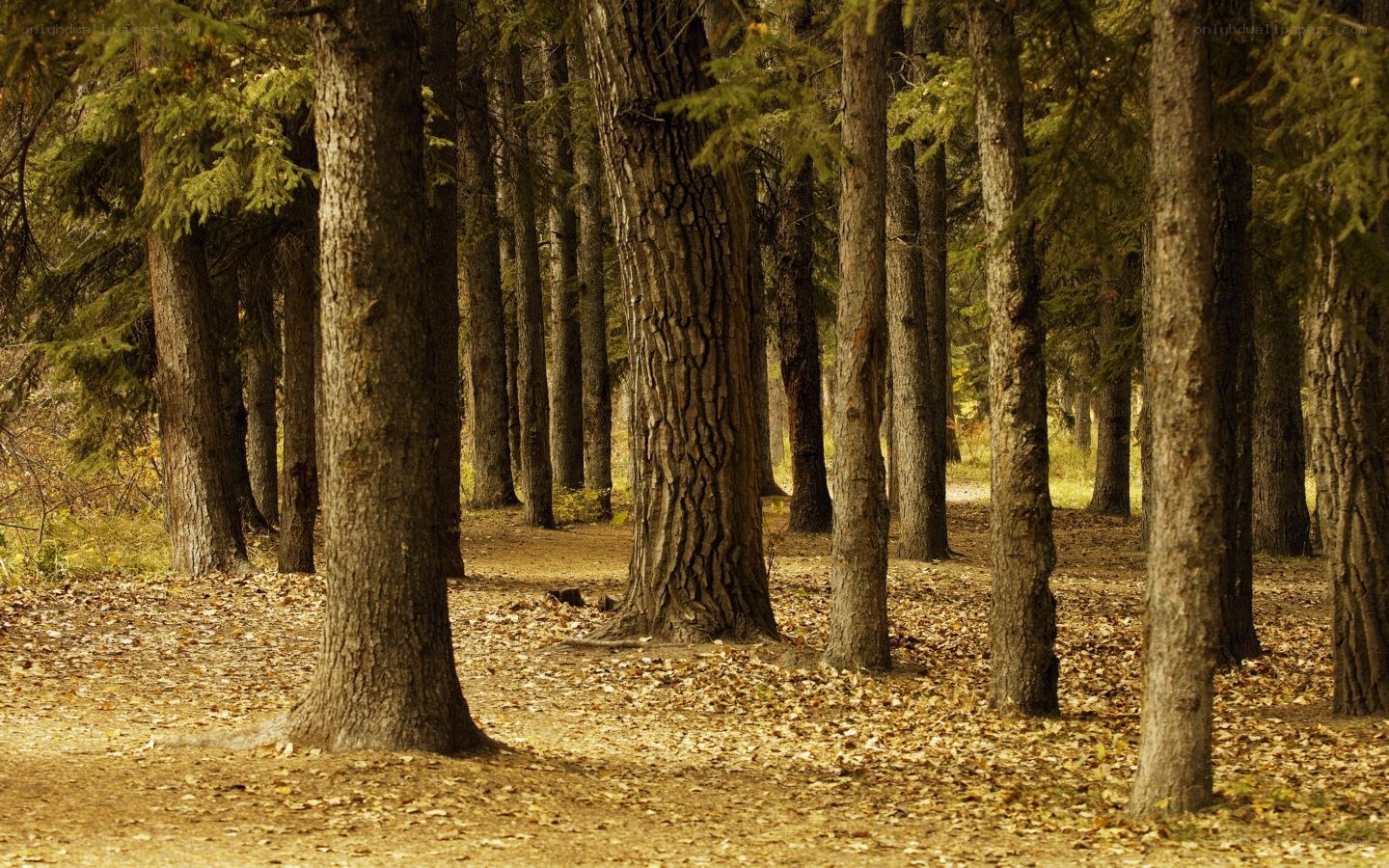 Autumn forest with fallen leaves